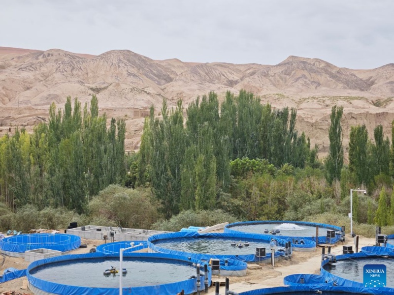 Photo prise le 21 août 2025 montrant un centre d'élevage de poissons d'eau froide à Tourfan, dans la région autonome ouïgoure du Xinjiang (nord-ouest de la Chine). (Xinhua/Gou Lifeng)