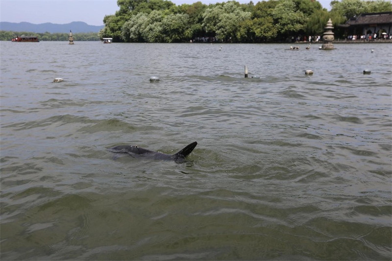 Zhejiang : à Hangzhou, des poissons robotiques biomimétiques patrouillent dans les eaux du lac de l'Ouest