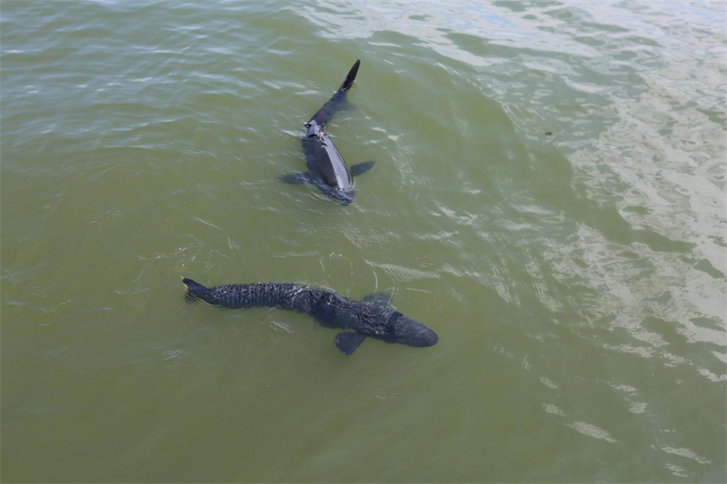 Zhejiang : à Hangzhou, des poissons robotiques biomimétiques patrouillent dans les eaux du lac de l'Ouest