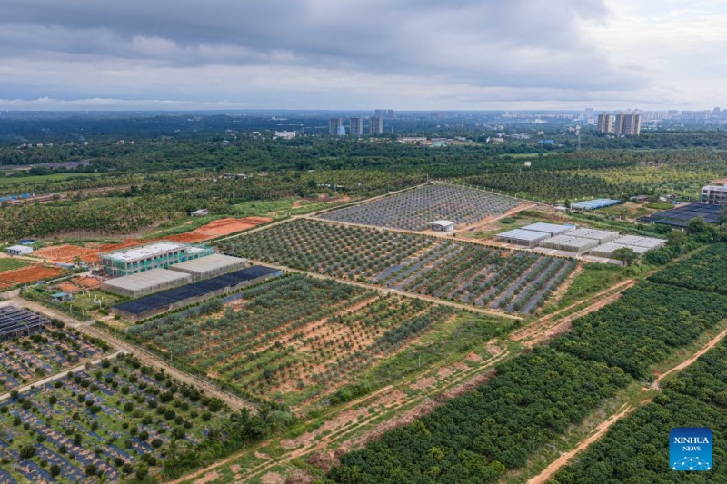Hainan : les palmiers-dattiers sont entrés en phase de fructification à Wenchang