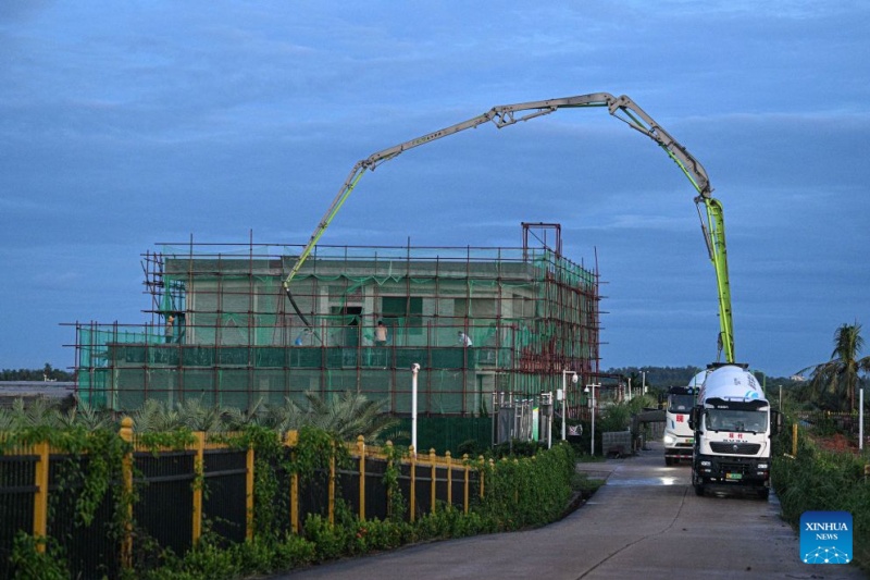 Hainan : les palmiers-dattiers sont entrés en phase de fructification à Wenchang