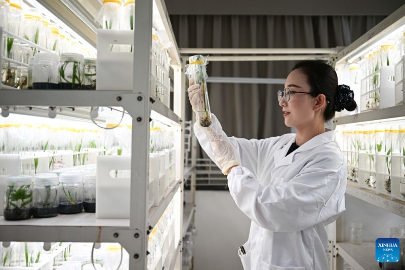 Hainan : les palmiers-dattiers sont entrés en phase de fructification à Wenchang