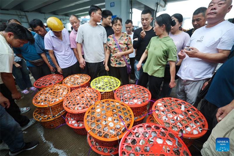 Zhejiang : la pêche aux crabes nageurs a repris à Zhoushan après la levée partielle du moratoire estival