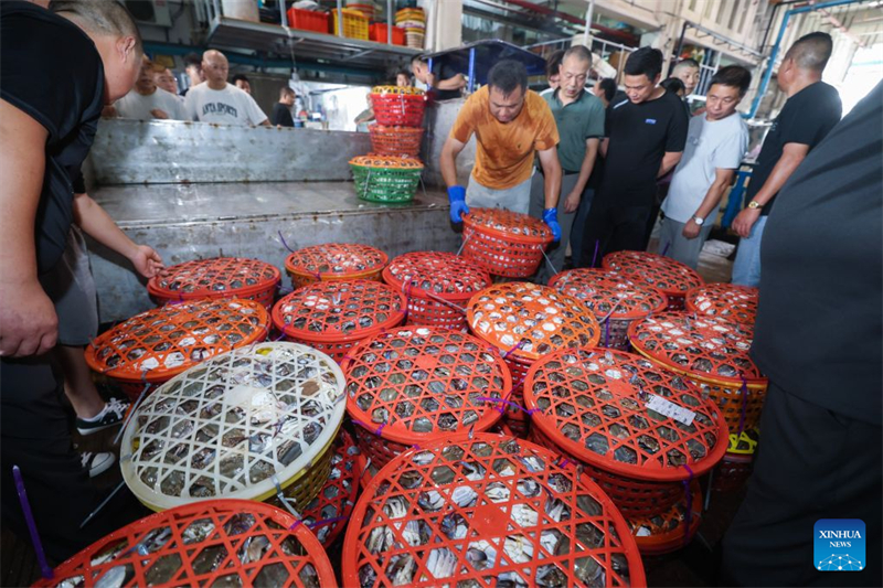 Zhejiang : la pêche aux crabes nageurs a repris à Zhoushan après la levée partielle du moratoire estival