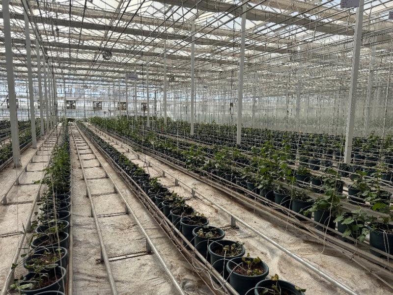 Plants de melon de Hami sur la plateforme de la filière des fruits frais de melon de Hami à Hami, dans la région autonome ouïgoure du Xinjiang (nord-ouest de la Chine. (Michael Kurtagh/Le Quotidien du Peuple en ligne)