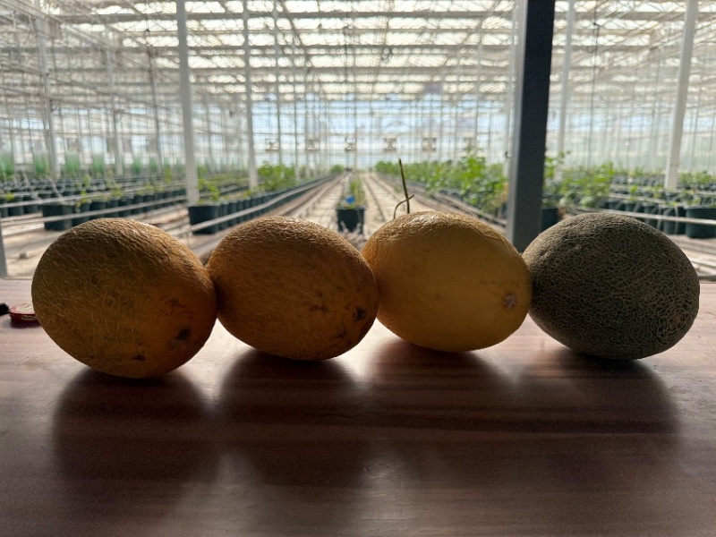 Photo de différentes variétés de melons de Hami sur la plateforme de la filière des fruits frais de melon de Hami à Hami, dans la région autonome ouïgoure du Xinjiang, dans le nord-ouest de la Chine. (Michael Kurtagh/Le Quotidien du Peuple en ligne)