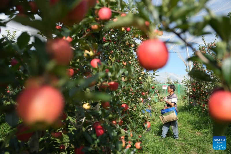 Yunnan : les pommes précoces de Zhaotong arrivent sur le marché