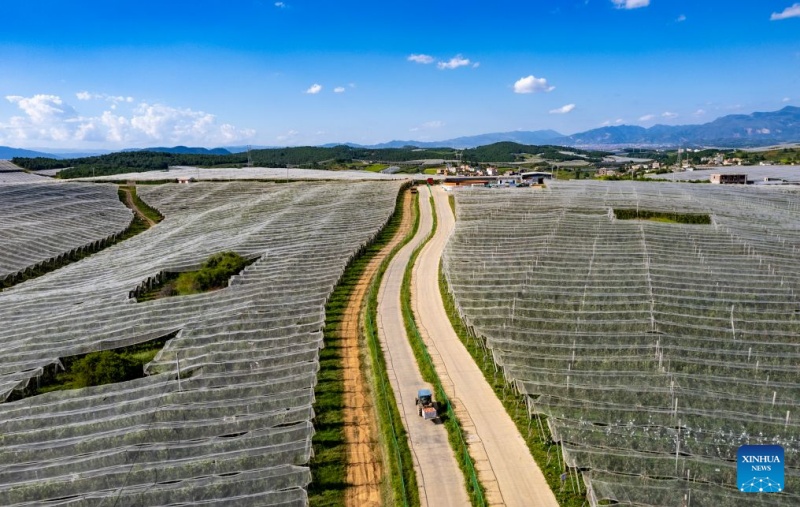 Yunnan : les pommes précoces de Zhaotong arrivent sur le marché