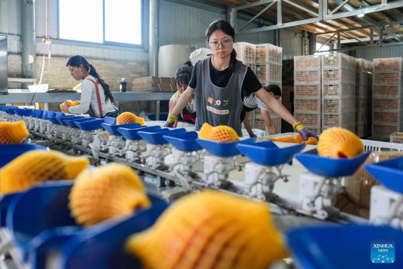 Yunnan : les pommes précoces de Zhaotong arrivent sur le marché