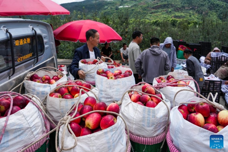 Yunnan : les pommes précoces de Zhaotong arrivent sur le marché