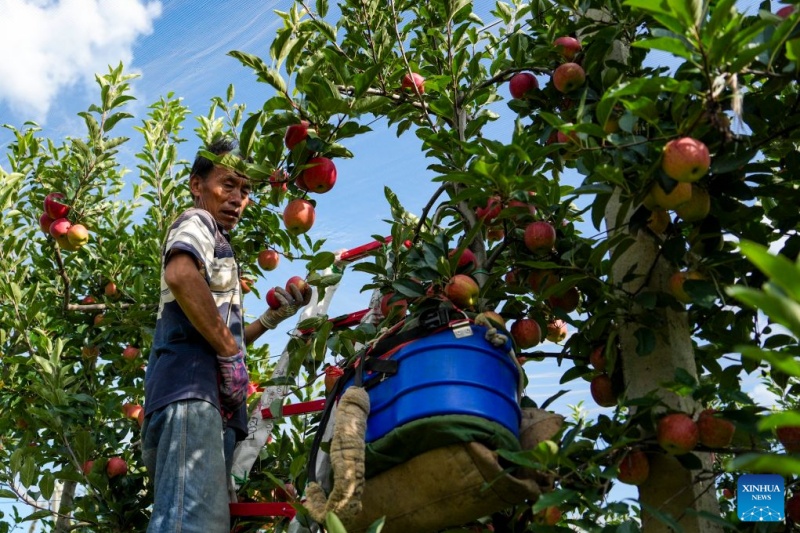 Yunnan : les pommes précoces de Zhaotong arrivent sur le marché
