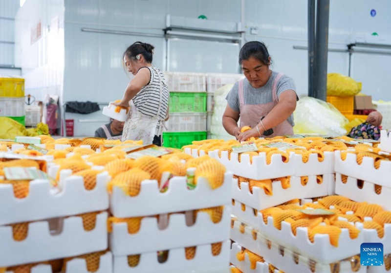 Yunnan : les pommes précoces de Zhaotong arrivent sur le marché