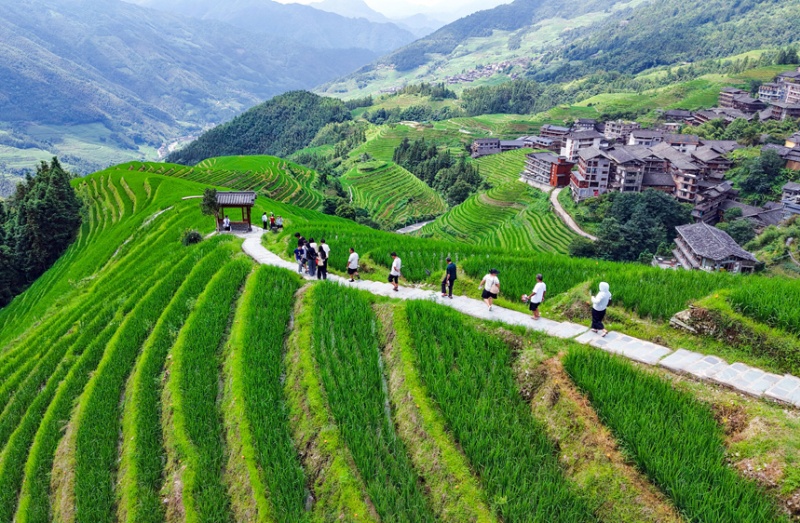 Guangxi : les rizières en terrasses verdoyantes de Longji, une escapade estivale toute en douceur