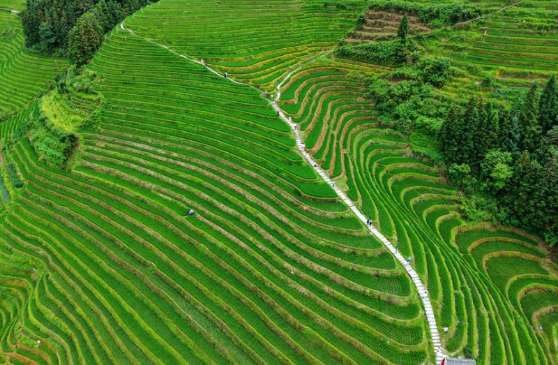 Guangxi : les rizières en terrasses verdoyantes de Longji, une escapade estivale toute en douceur
