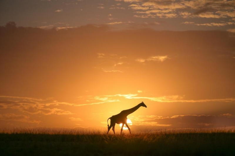 Une girafe dans la réserve nationale du Masai Mara, dans le comté de Narok, au Kenya, le 1er septembre 2025. (Xinhua/Yang Guang)