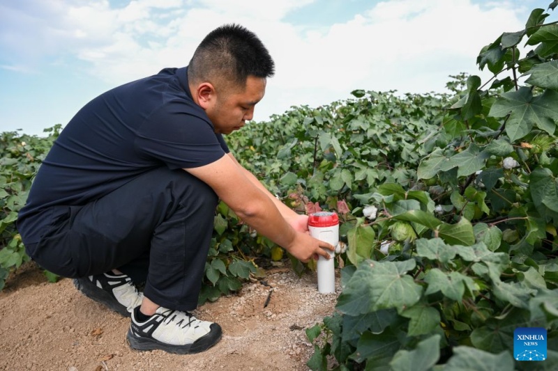 Xinjiang : les progrès des technologies agricoles deviennent des alliés précieux pour les agriculteurs