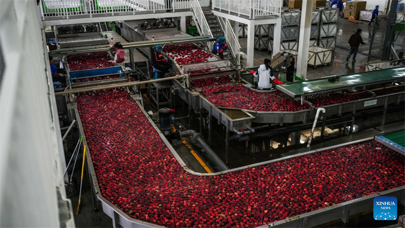 Guizhou : la récolte des pommes précoces a commencé dans le district de Weining