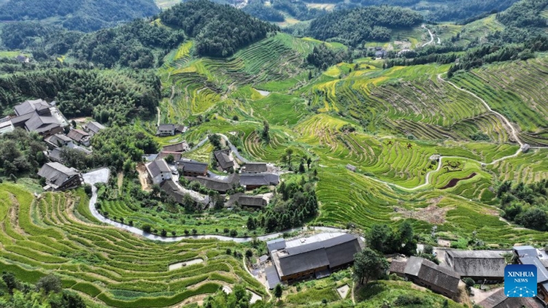 Hunan : à la découverte des spectaculaires rizières en terrasses de Ziquejie