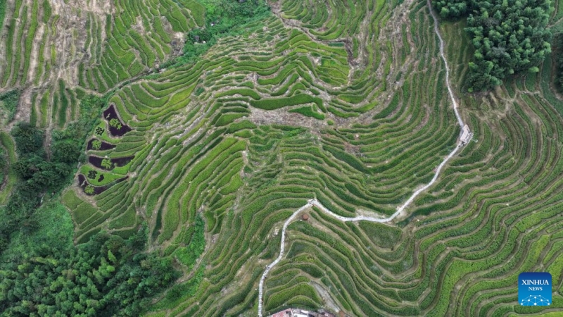Hunan : à la découverte des spectaculaires rizières en terrasses de Ziquejie