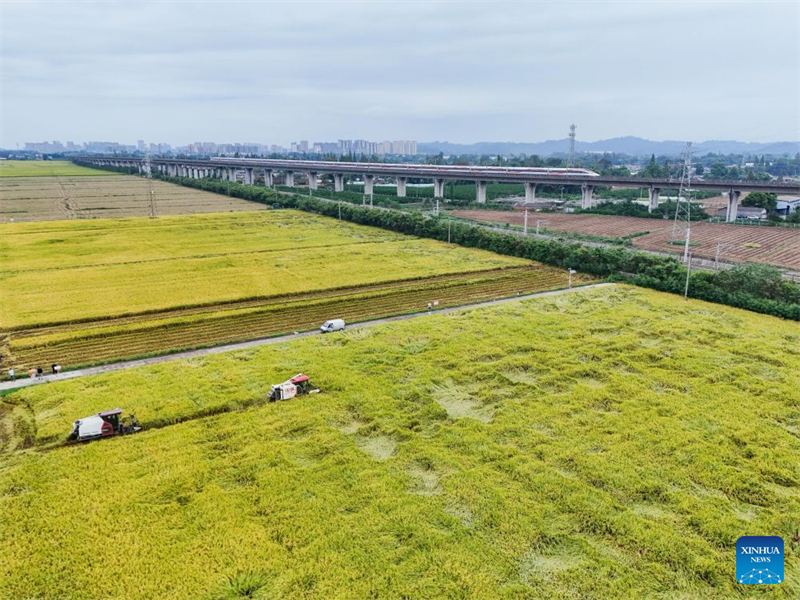 Sichuan : la récolte du riz bat son plein à Meishan