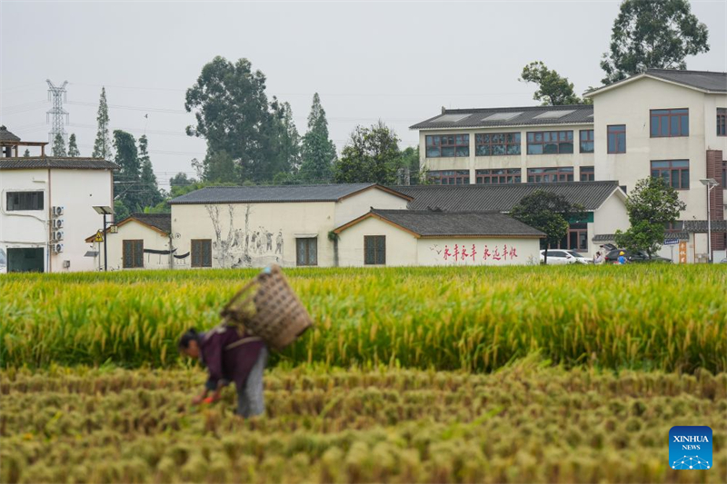 Sichuan : la récolte du riz bat son plein à Meishan