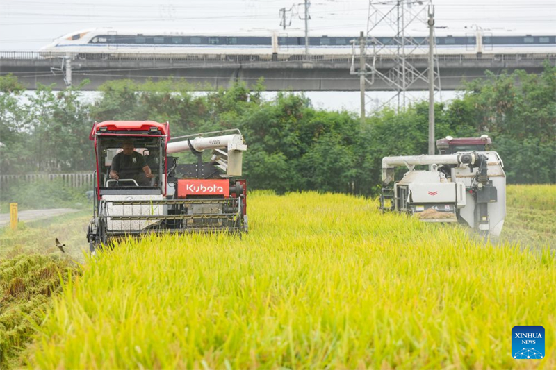 Sichuan : la récolte du riz bat son plein à Meishan