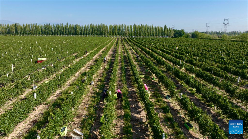 Ningxia : le canton de Minning transformé par la coopération interrégionale de lutte contre la pauvreté Est-Ouest