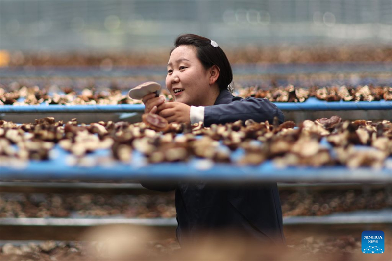 Xizang : une exploitation agricole familiale développe la filière du champignon Lingzhi à Milin