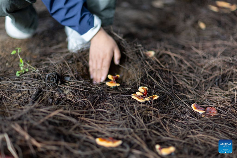 Xizang : une exploitation agricole familiale développe la filière du champignon Lingzhi à Milin
