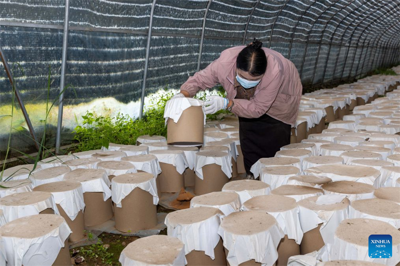 Xizang : une exploitation agricole familiale développe la filière du champignon Lingzhi à Milin