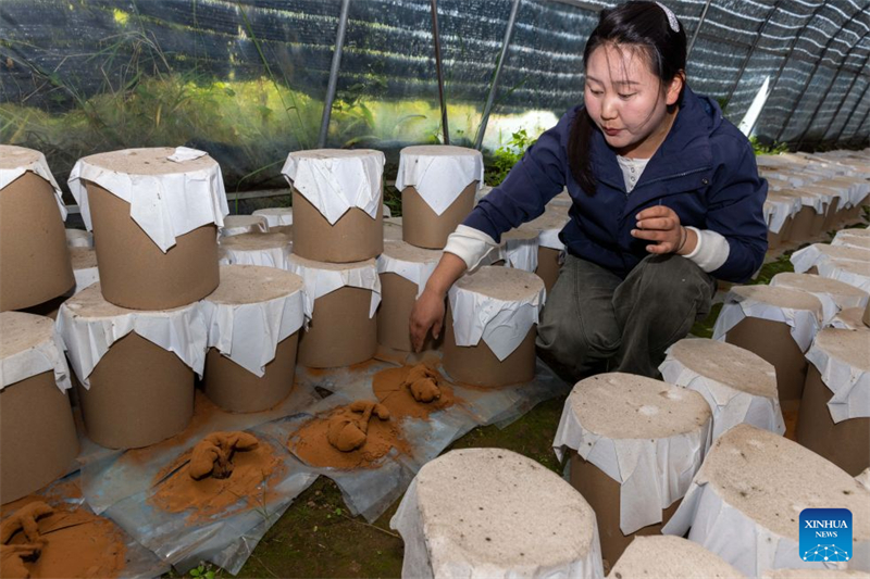 Xizang : une exploitation agricole familiale développe la filière du champignon Lingzhi à Milin