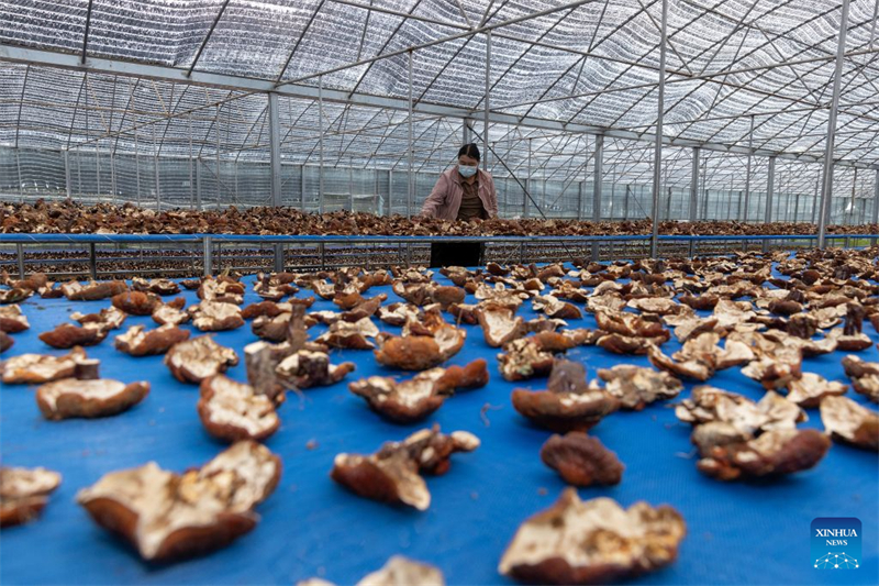 Xizang : une exploitation agricole familiale développe la filière du champignon Lingzhi à Milin