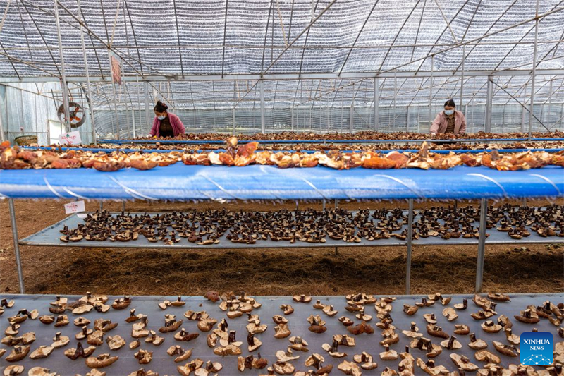 Xizang : une exploitation agricole familiale développe la filière du champignon Lingzhi à Milin
