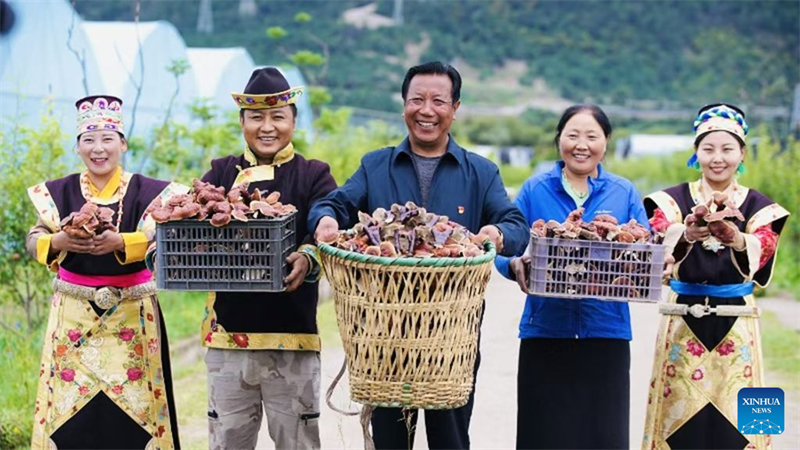 Xizang : une exploitation agricole familiale développe la filière du champignon Lingzhi à Milin