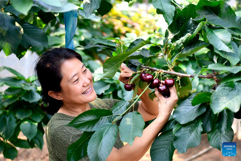 Shandong : le district de Chiping stimule le développement de l'agriculture moderne et la revitalisation rurale