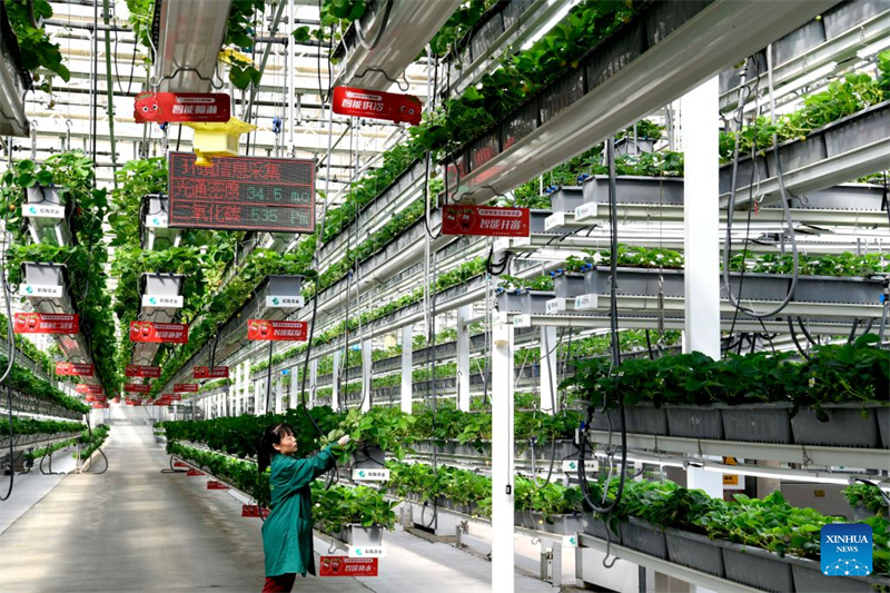 Shandong : le district de Chiping stimule le développement de l'agriculture moderne et la revitalisation rurale