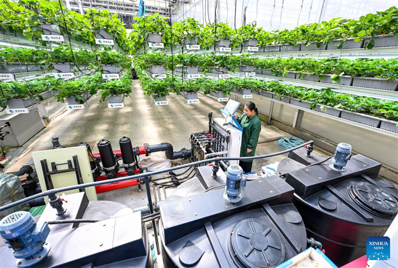 Shandong : le district de Chiping stimule le développement de l'agriculture moderne et la revitalisation rurale