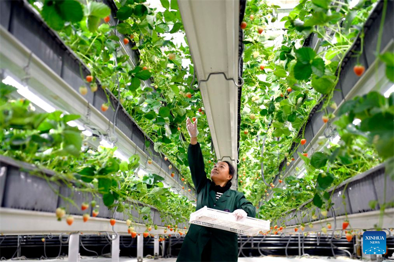 Shandong : le district de Chiping stimule le développement de l'agriculture moderne et la revitalisation rurale