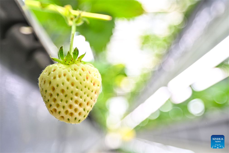 Shandong : le district de Chiping stimule le développement de l'agriculture moderne et la revitalisation rurale