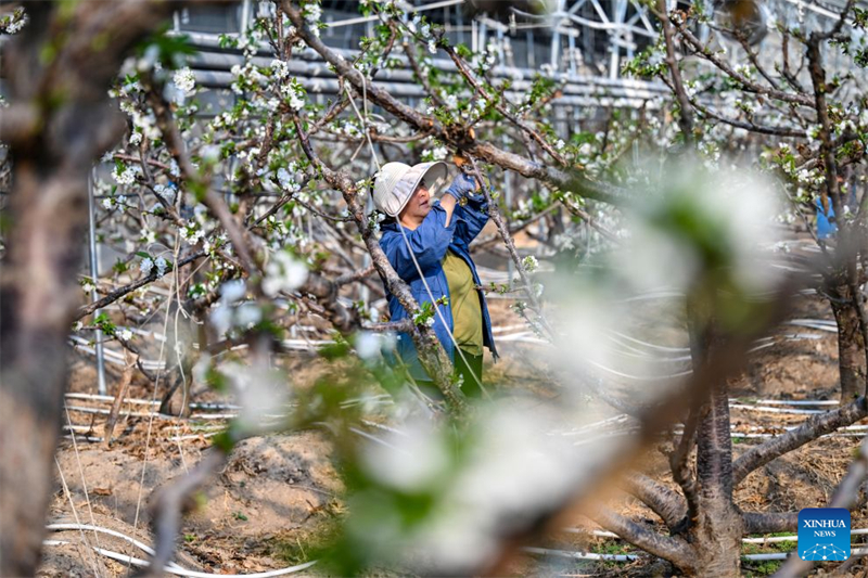 Shandong : le district de Chiping stimule le développement de l'agriculture moderne et la revitalisation rurale