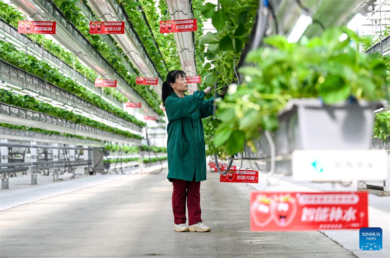 Shandong : le district de Chiping stimule le développement de l'agriculture moderne et la revitalisation rurale