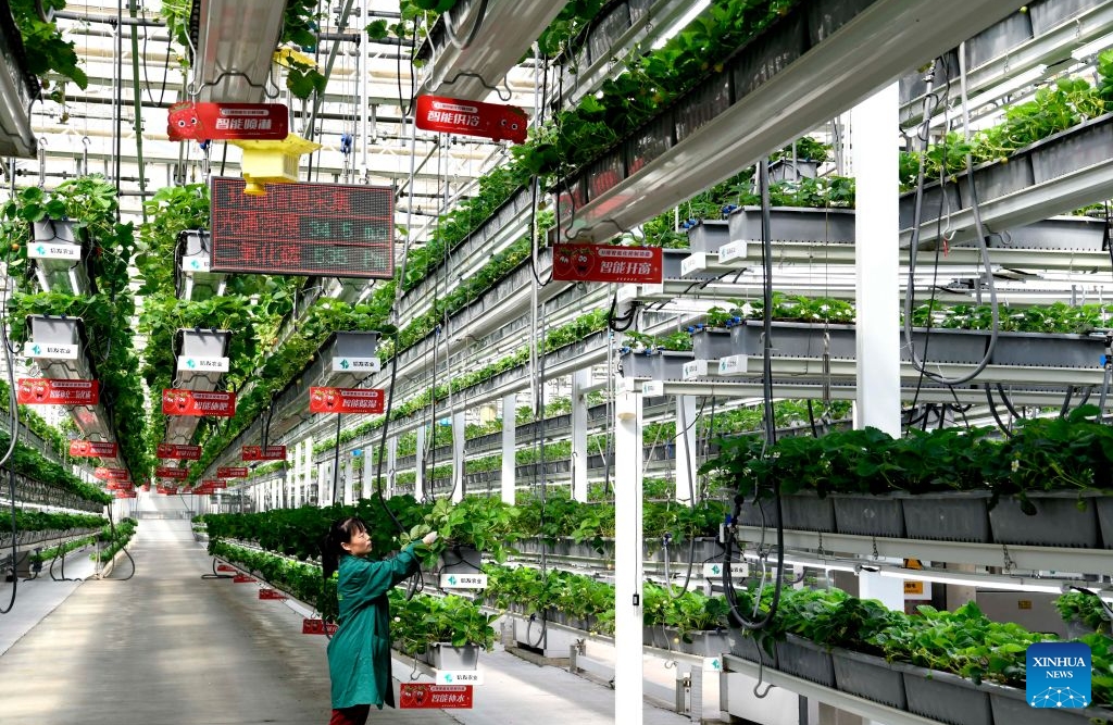 Shandong : le district de Chiping stimule le développement de l'agriculture moderne et la revitalisation rurale