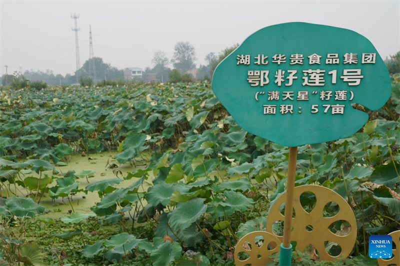 Hubei : l'industrie de la racine de lotus dynamise l'économie locale à Honghu