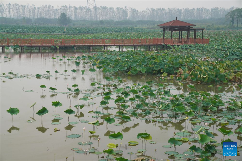 Hubei : l'industrie de la racine de lotus dynamise l'économie locale à Honghu