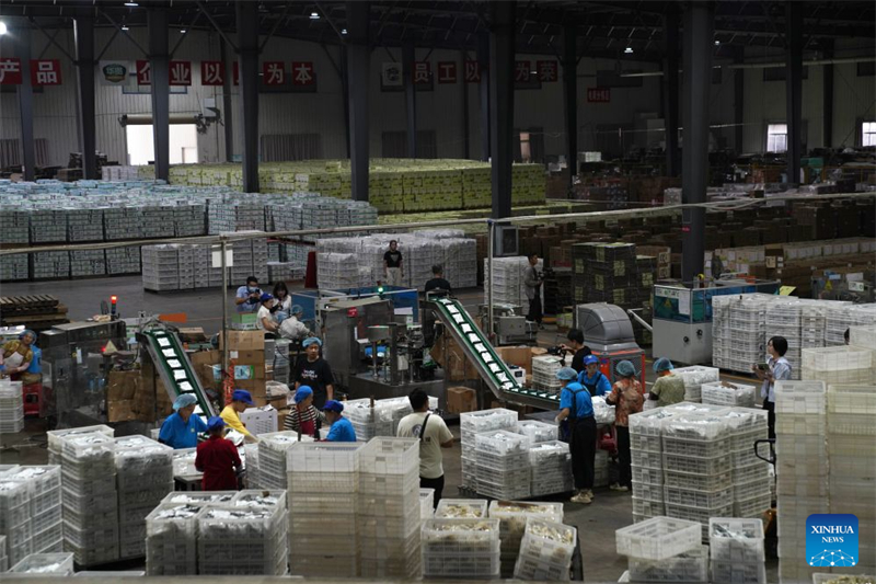 Hubei : l'industrie de la racine de lotus dynamise l'économie locale à Honghu