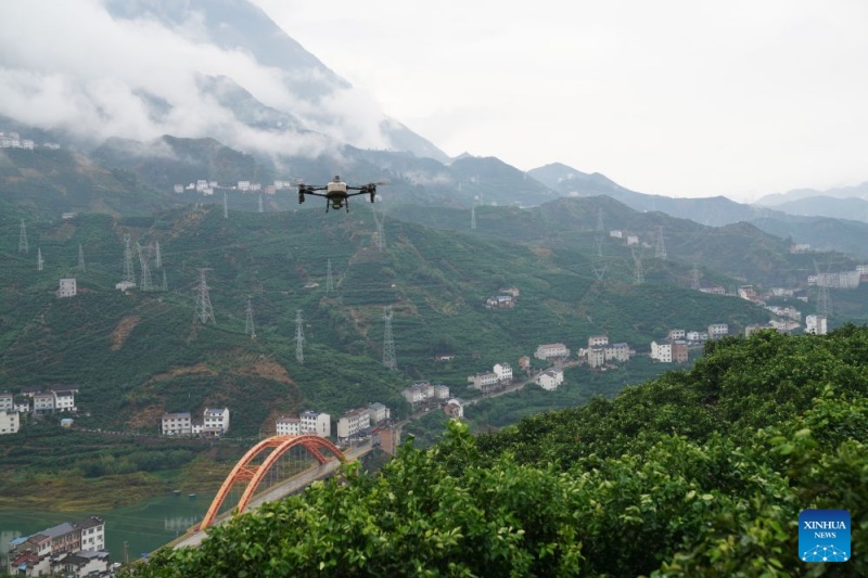 Hubei : dans les vergers de montagne de Zigui, les oranges prennent leur envol grâce aux drones