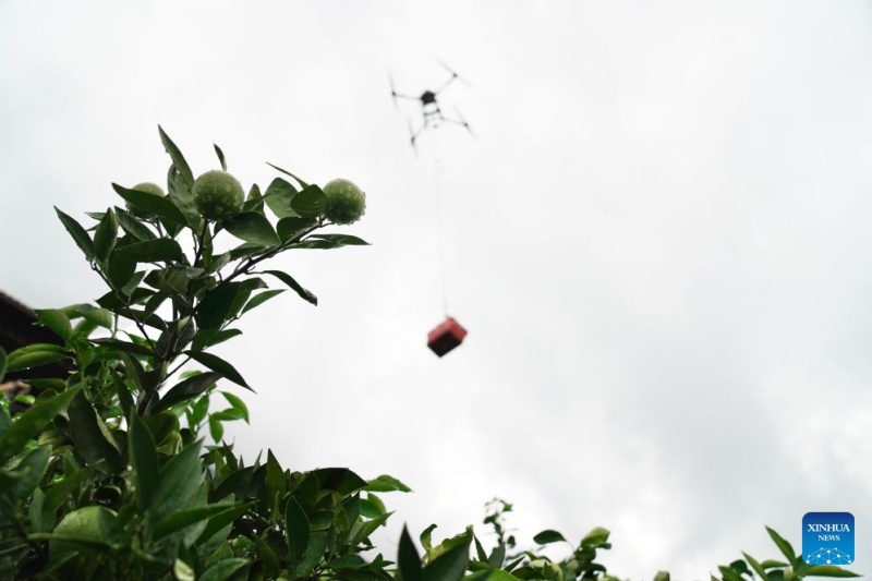 Hubei : dans les vergers de montagne de Zigui, les oranges prennent leur envol grâce aux drones