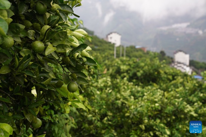 Hubei : dans les vergers de montagne de Zigui, les oranges prennent leur envol grâce aux drones