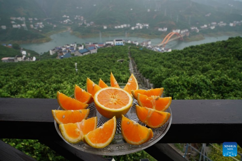 Photo prise le 18 septembre 2026 montrant des oranges exposées dans un parc de démonstration agricole du district de Zigui, à Yichang, dans la province du Hubei (centre de la Chine). (Lu Jinbo/Xinhua)