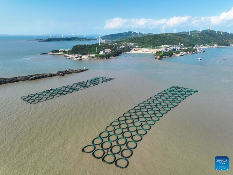 Zhejiang : le district de Jiaojiang développe la filière de la grande courbine jaune